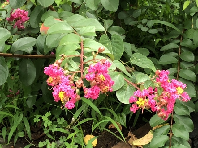 �V���@�T���X�x��_��ʌ��ԂƗ΂̐U���Z���^�[