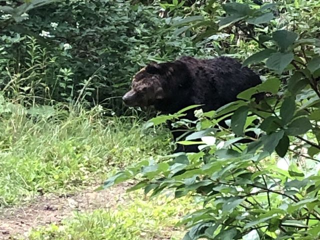 �E�H�b�`���O�o�X����̌F_�T�z�����]�[�g�@�x�A�E�}�E���e��