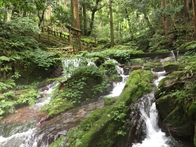 �Z�j�̑�_�Z���̑�