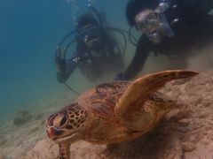 X~̃RY~bNA[Xւ̓eʐ^1