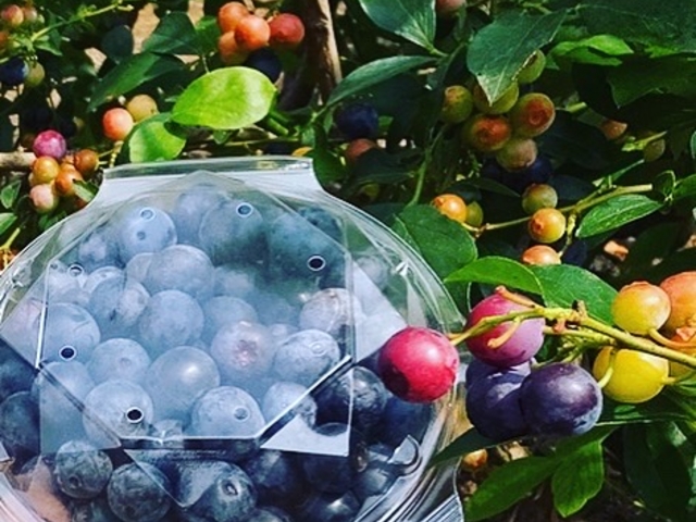 �����A��p�̗e��I_JAL Agriport