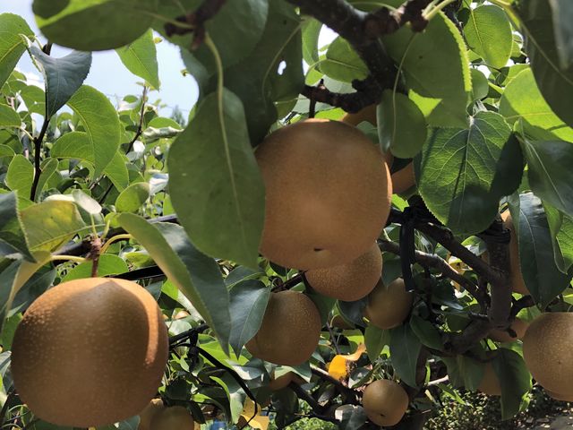 �L���ł��I_���c����