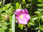 ڂ炳̃n}iXnт̓eʐ^1