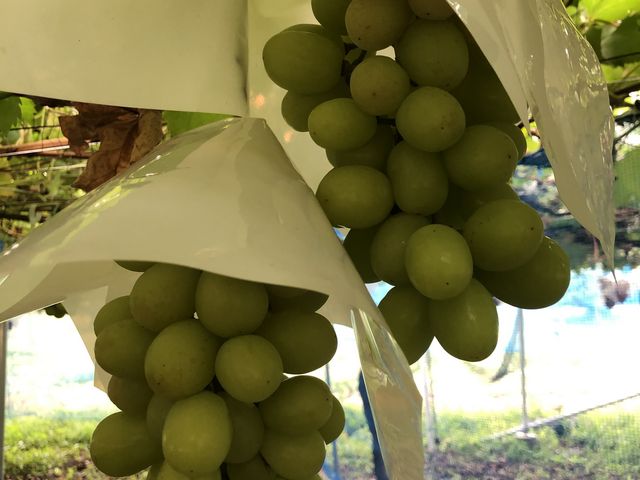 �V���C���}�X�J�b�g_�����_��