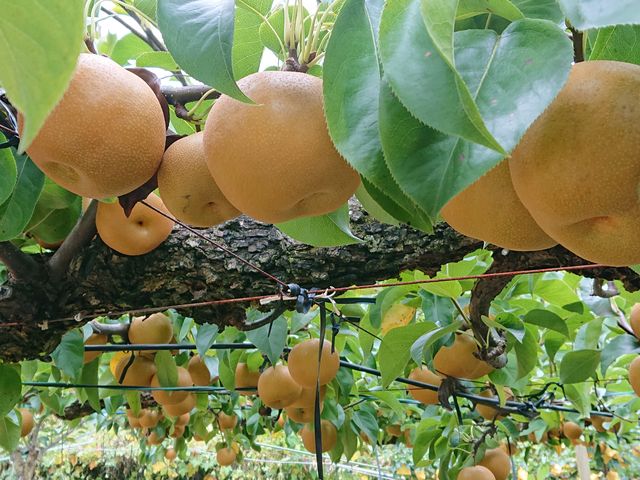 ��R����܂����I�I ���H����R�؂��Ă��炢�܂��� 20���I����������������������_���c����