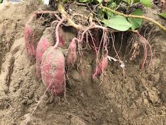 x[̗ނ߃p[Nւ̓eʐ^1