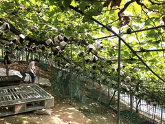 Ȃ33E(sόԂǂZ^[x)ւ̓eʐ^1