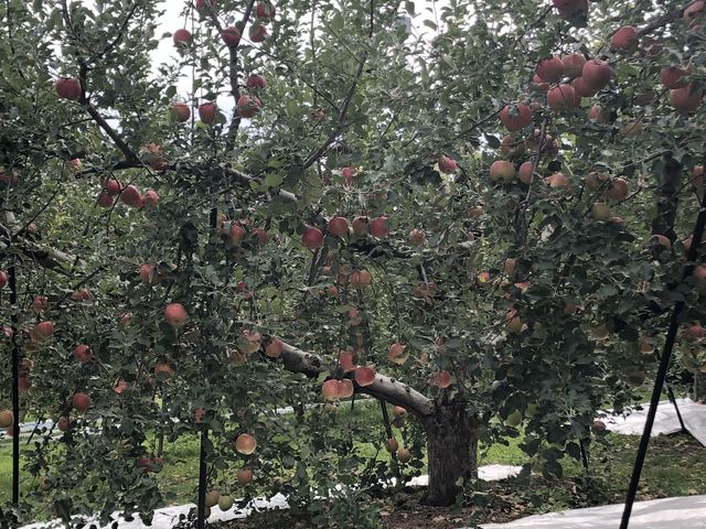 ςȂĂ܂
VimXC[g_}_C_