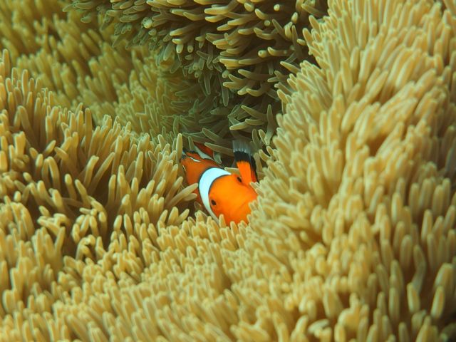 ���킢���I_BLUE ALOHA�{�Ó�