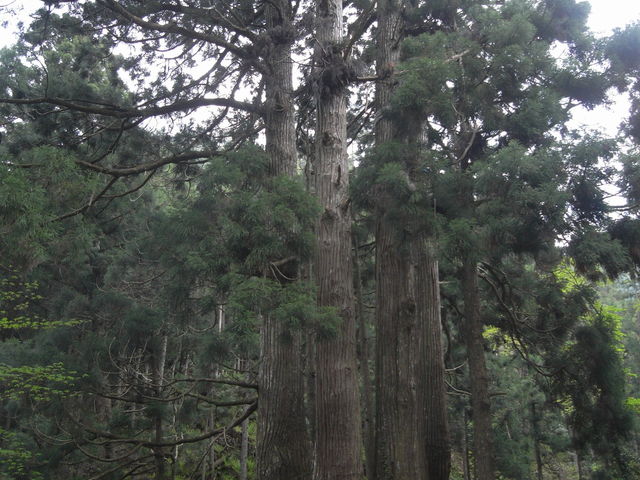 sklfh̒̂Ԃ琙̓eʐ^1