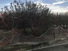 񂳂񂳂̒_ւ̓eʐ^1