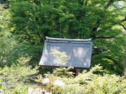 ڂ炳̊ԎR@(Ԏ)@j̖؂̓eʐ^1