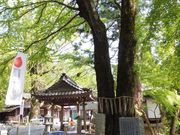 ڂ炳̊ԎR@(Ԏ)@j̖؂̓eʐ^1