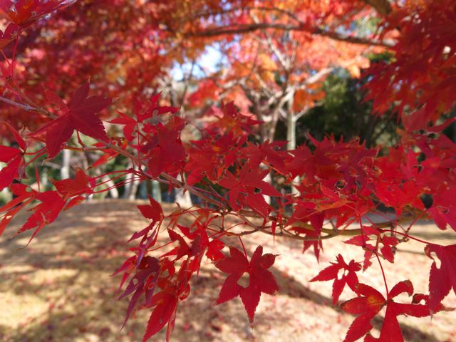 �^���Ԃȍg�t�c�H�������邱�Əo���܂���_�{���T�[�r�X�G���A�i������j