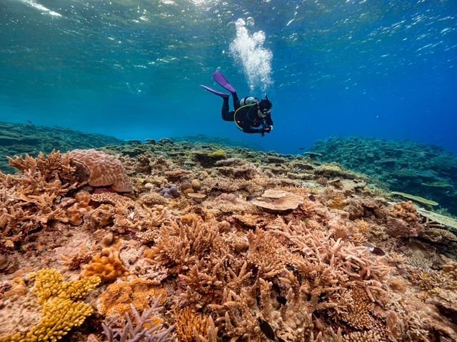 �T���S���Y��ɉf���Ă܂�_����t���A�_�C�u