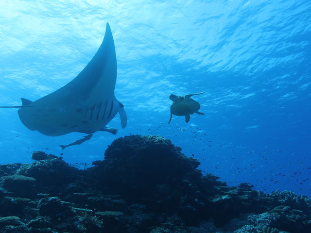 �}���^�ɐQ�ڂ����J�����Ԃ��肻��_�r�[�u���[�Ί_���@�_�C�r���O�T�[�r�X