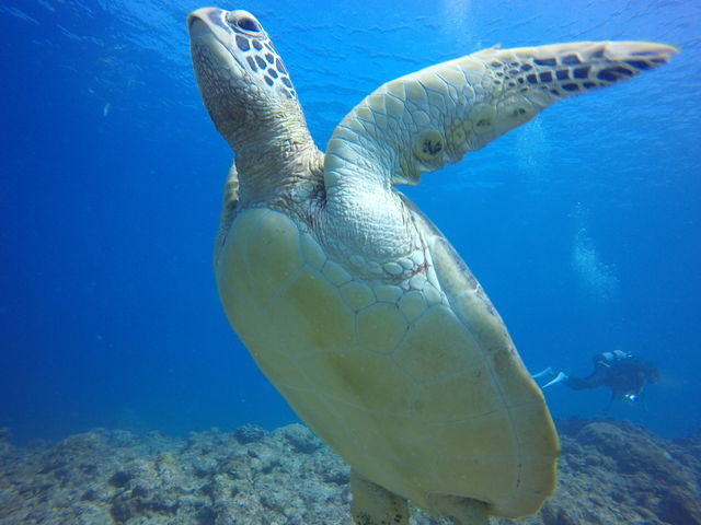 �������Ă��߂��_�r�[�u���[�Ί_���@�_�C�r���O�T�[�r�X