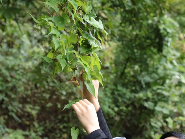 �ނ����E��_�������HOME HOME NIIGATA