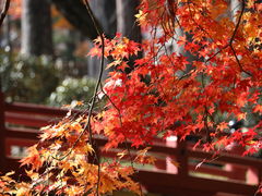 ����R�@���������̎ʐ^2