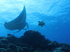 Hana����̃r�[�u���[�Ί_���@�_�C�r���O�T�[�r�X�ւ̓��e�ʐ^1