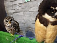 �䂳������̂ӂ��낤�J�t�F�@Ricky���X�ւ̓��e�ʐ^2