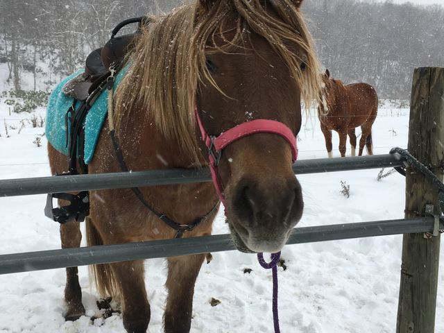 ���I���N_Horse back country