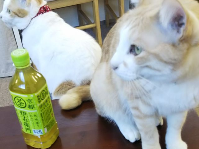 ���ɏ���Ă���_�L�J�t�F�M�������[�@�L���b�c�A�C