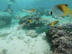 悤̃_Cu (MalDive)ւ̓eʐ^1