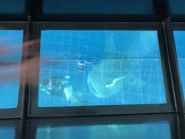 �W���x�C�U�����������J���Ă�̂��J���C�C�ł�_�g�b�v�}�����c�g