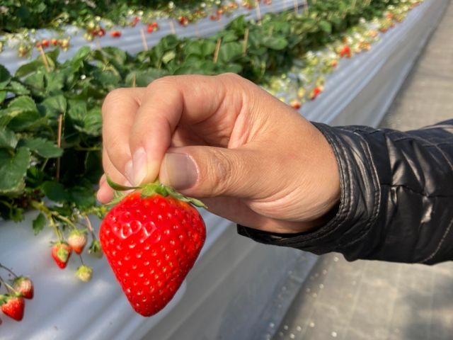 ����ȑ傫���̂����ʂɂ���܂����B_�ԍՂ������̒J