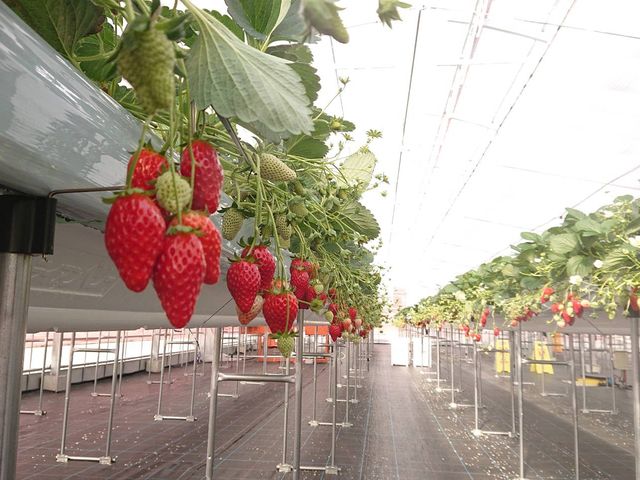 ����������n�E�X�Ő^���ԂȃL���L�������C�`�S_�������C�ӂ̂��������s���F�t�F�����t