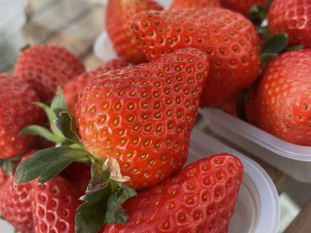 4��ޓE�݁A�H�ה�ׁ�
�傫�����Â݂��݂��݂�����������Ȃ��I_�������_���������s�A�b�c�@