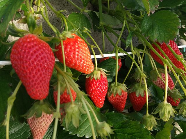 �͕P��_�}���C�_��