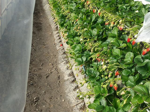 �n�E�X�݂��؂��_�}���C�_��