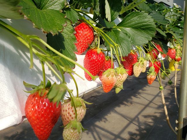 ��������̃C�`�S�I_�ό������_�����C�t�@�[��