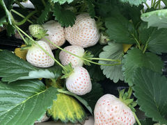 ݂񂳂̃Xgx[h}ւ̓eʐ^1