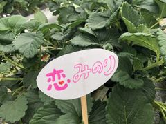 ݂񂳂̃Xgx[h}ւ̓eʐ^2