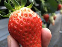 ݂Â̂Ƃ悳t@[ւ̓eʐ^1