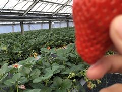 ݂Â̂Ƃ悳t@[ւ̓eʐ^2