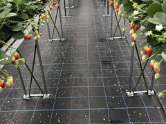 ݂Â̂Ƃ悳t@[ւ̓eʐ^4