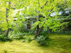 油絵原画 京都の苔庭（祇王寺）サイズM10 写実画 油絵原画 京都の苔庭（祇王寺）サイズM10 写実画