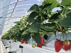 ̂񂳂̃AOX^[XyVւ̓eʐ^1