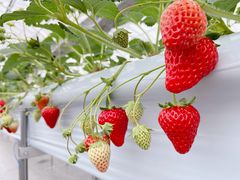 񂳂Ciel farm(VGt@[jւ̓eʐ^2