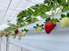 񂳂Ciel farm(VGt@[jւ̓eʐ^3