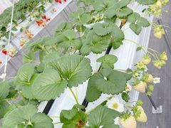 񂳂Ciel farm(VGt@[jւ̓eʐ^4