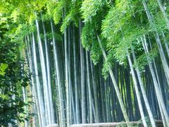 化野念仏寺 - Gallery Gado Online Shop