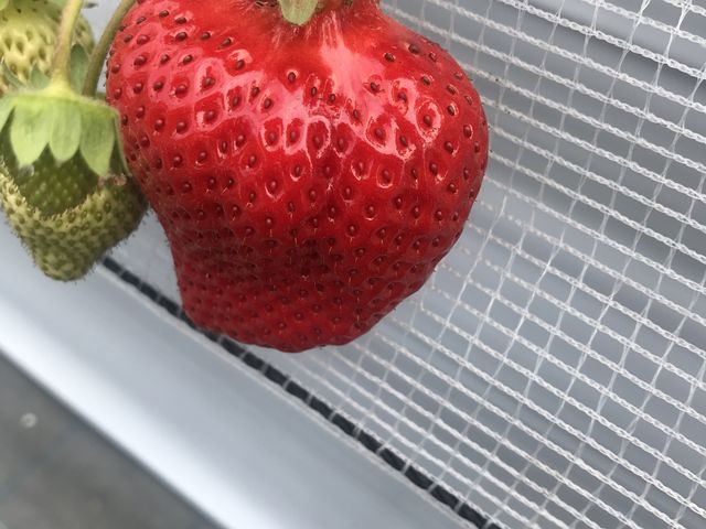 �傫���ĊÂ����܂���_�}�G�����t�@�[��