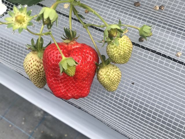 �������܂܎��n�ł��܂�_�}�G�����t�@�[��