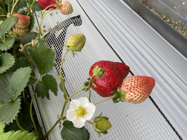 �^���Ԃł����I_�}�G�����t�@�[��