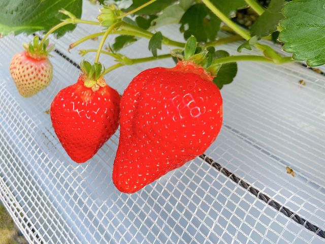 �������������ł�_�}�G�����t�@�[��